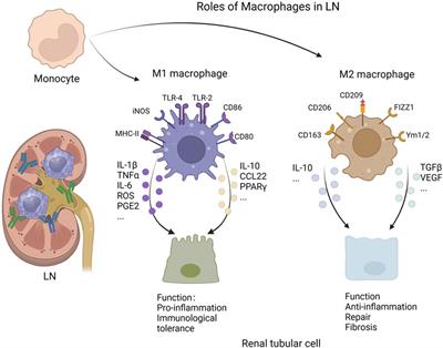 Roles of macrophages in lupus nephritis